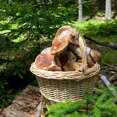 Chalupa Vaclav Lipno Maison d'hôtes Lipno nad Vltavou